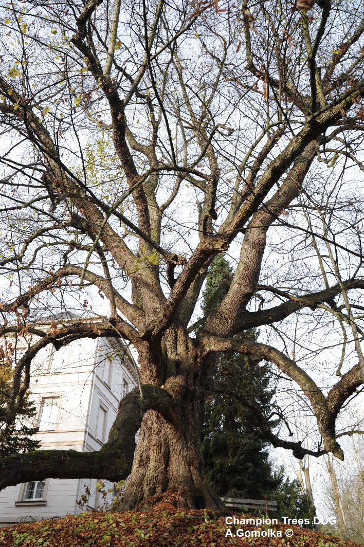 × euchlora Tilia