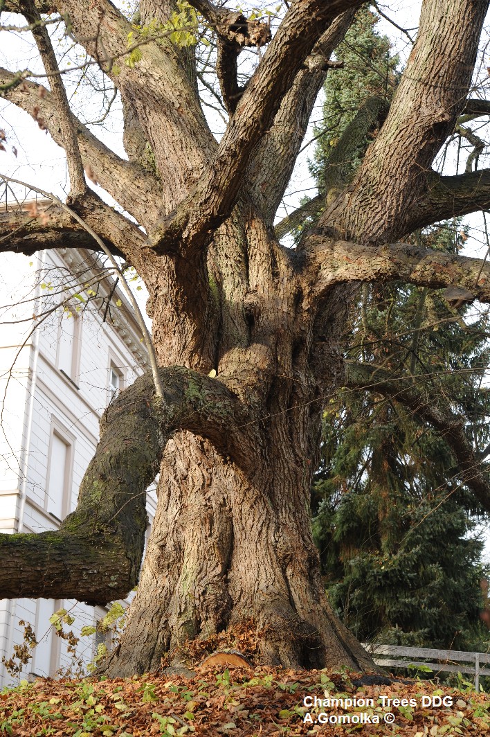 Tilia × euchlora - Schwerin - 2012