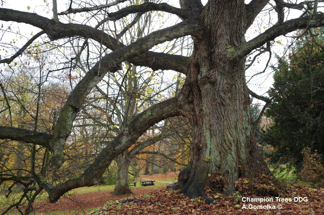 Tilia × euchlora - Schwerin - 2012