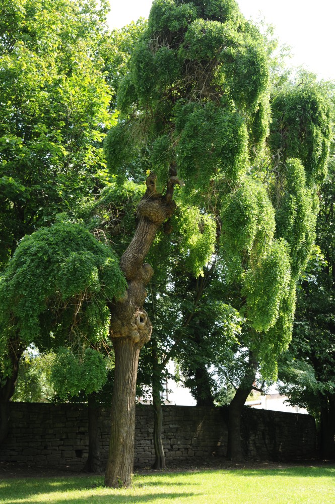 'Pendulum' japonicum Styphnolobium