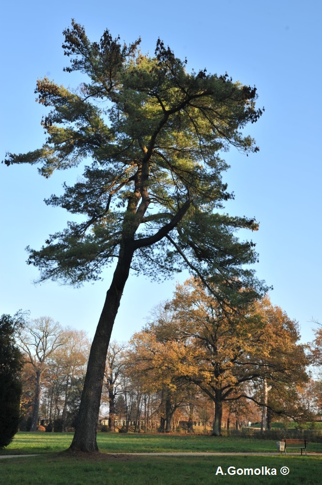 Pinus strobus - Luisium - Herbst 2011