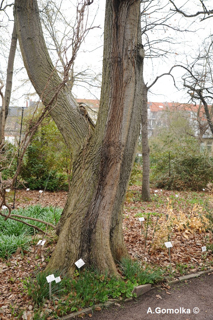 Quercus castaneifolia - Halle, Botanischer Garten - Februar 2012