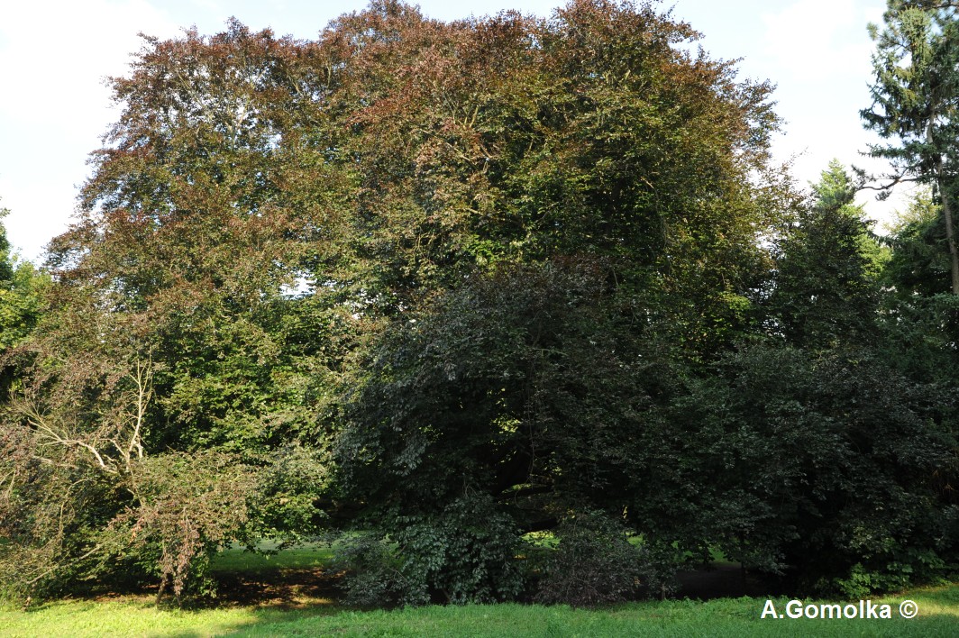 Atropurpurea-Gruppe Fagus sylvatica