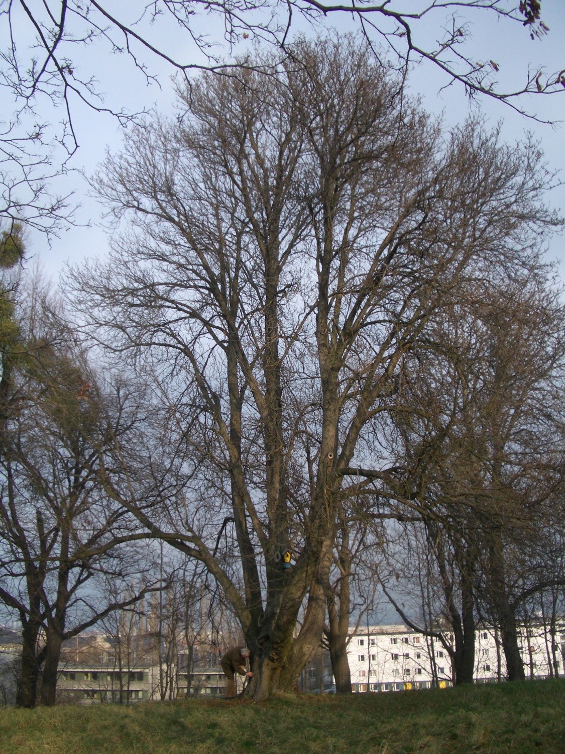 Aesculus hippocastanum 'Digitata' - Dresden - 2006