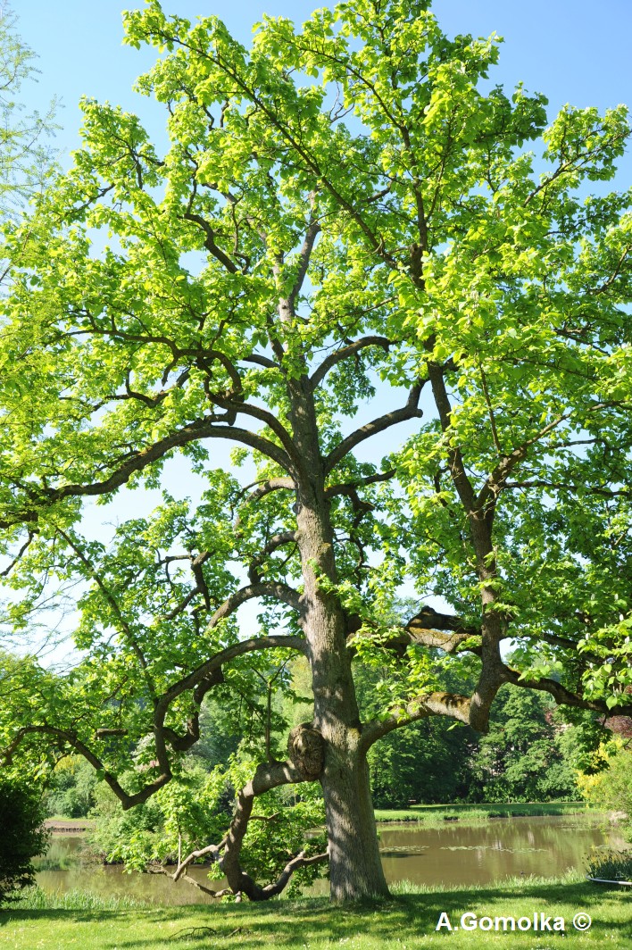 Gurken-Magnolie - Bad Muskau - Sommer 2013
