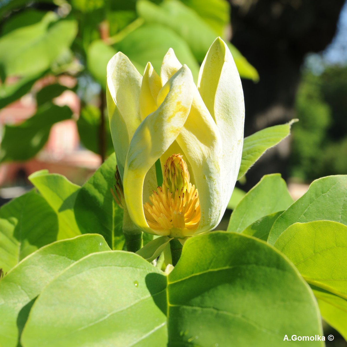 Gurken-Magnolie - Bad Muskau - Sommer 2013