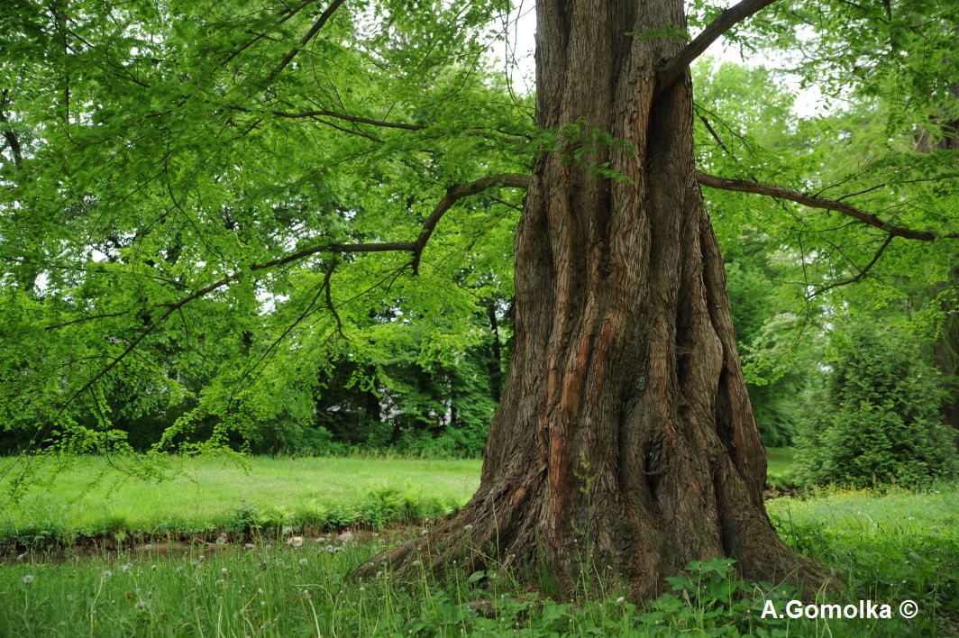 Urweltmammutbaum - Bad Muskau - Sommer 2013