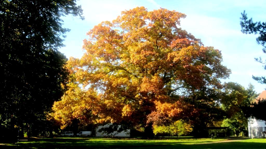 Quercus rubra, Herbstaspekt