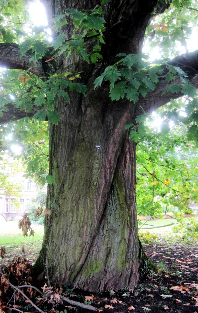 Quercus rubra, Stamm