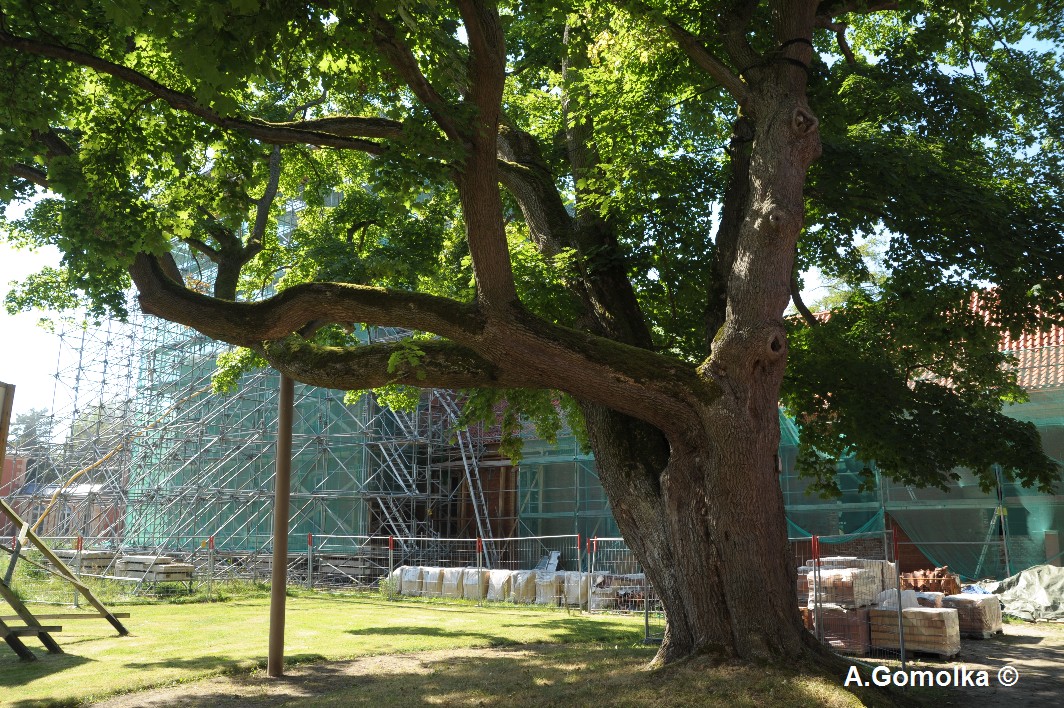 Acer platanoides