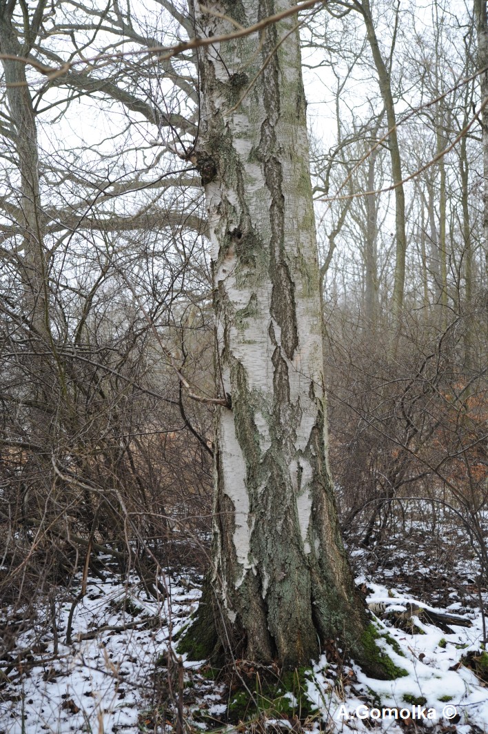 Moorbirke - Rostocker Heide - Winter 2012/13
