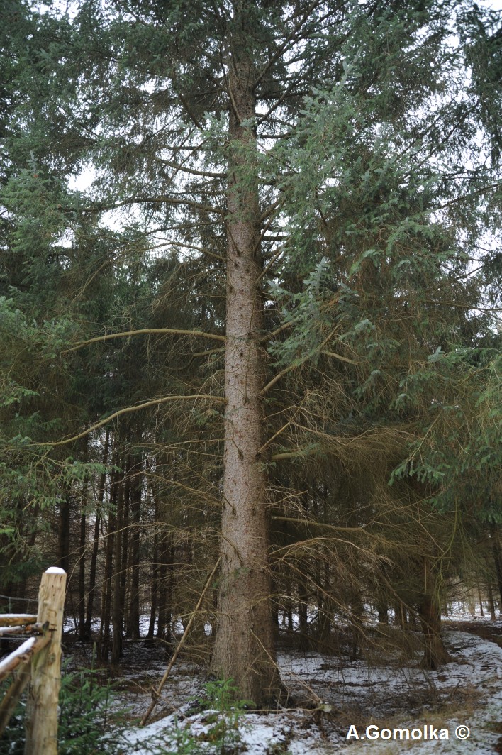 Sitka-Fichte - Rostocker Heide - Winter 2012/13