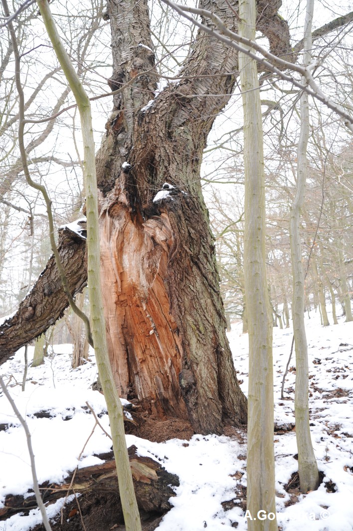 Vogel-Kirsche - Gramstorf - Winter 2012/13