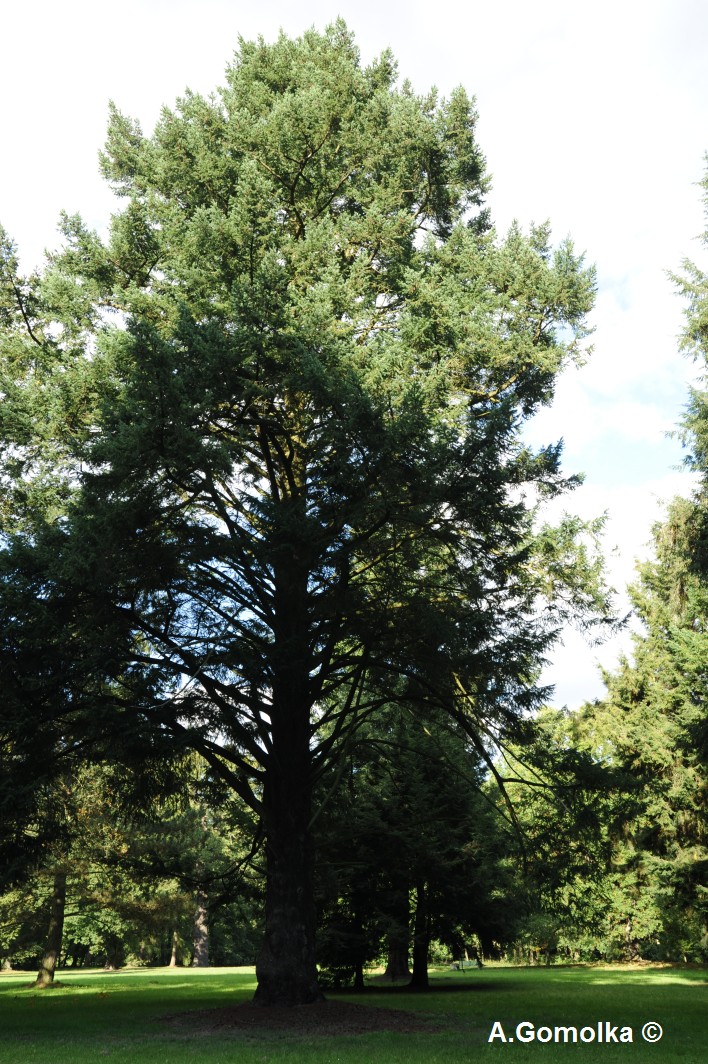 menziesii Pseudotsuga