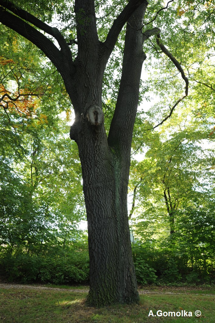 cerris Quercus