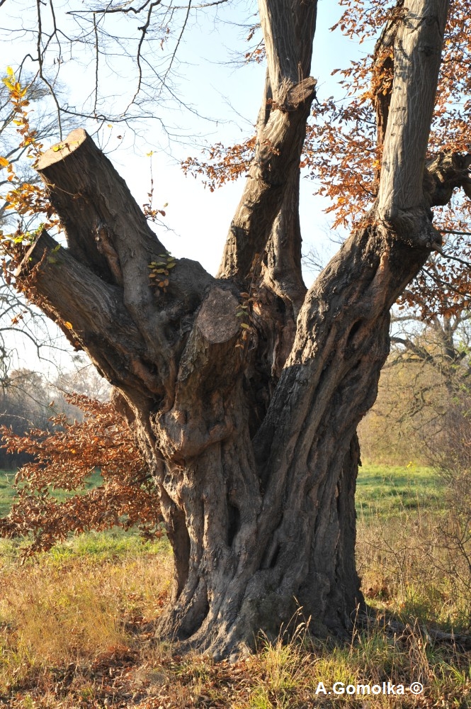 betulus Carpinus