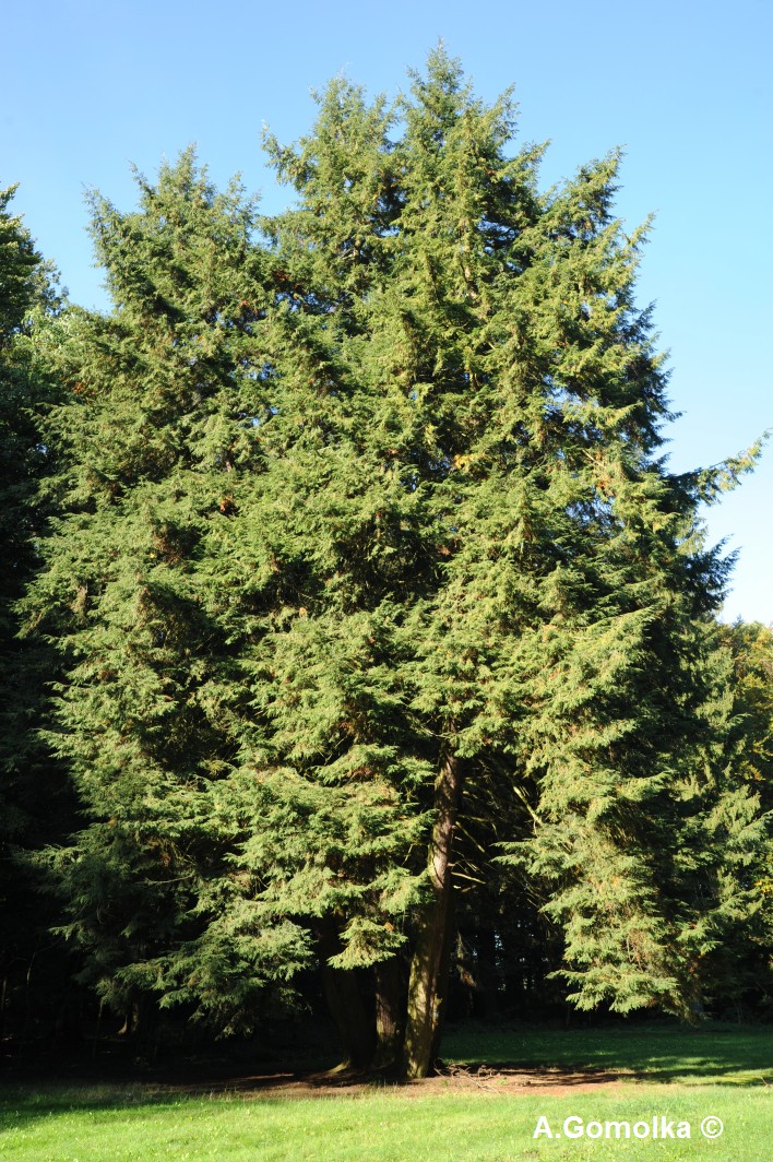 Tsuga canadensis - Kropstädt - Sommer 2013