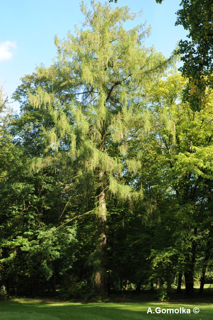 decidua Larix