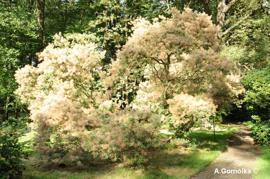 coggygria Cotinus