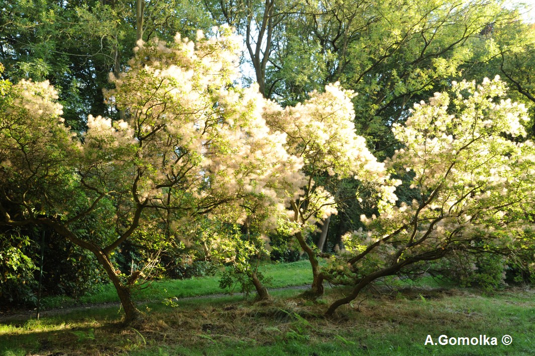 Cotinus coggygria - Kropstädt - Sommer 2013