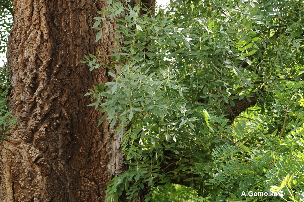 Fraxinus angustifolia - Köthen - Sommer 2013