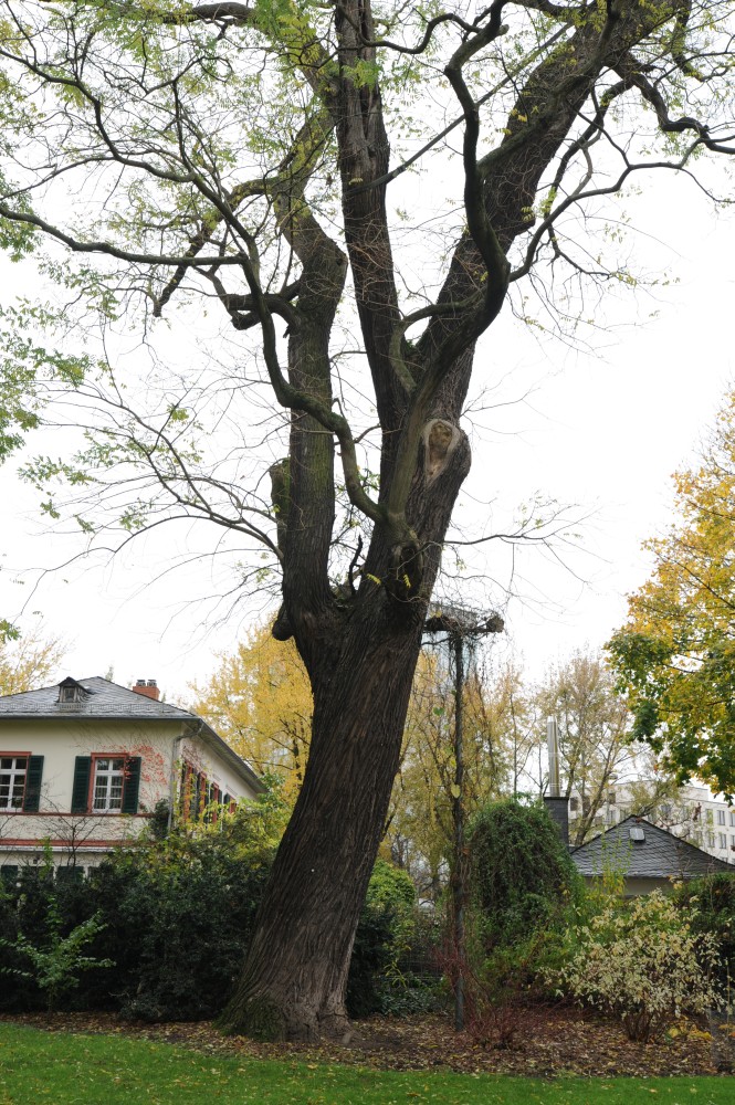 Schnurbaum - Frankfurt - November 2013