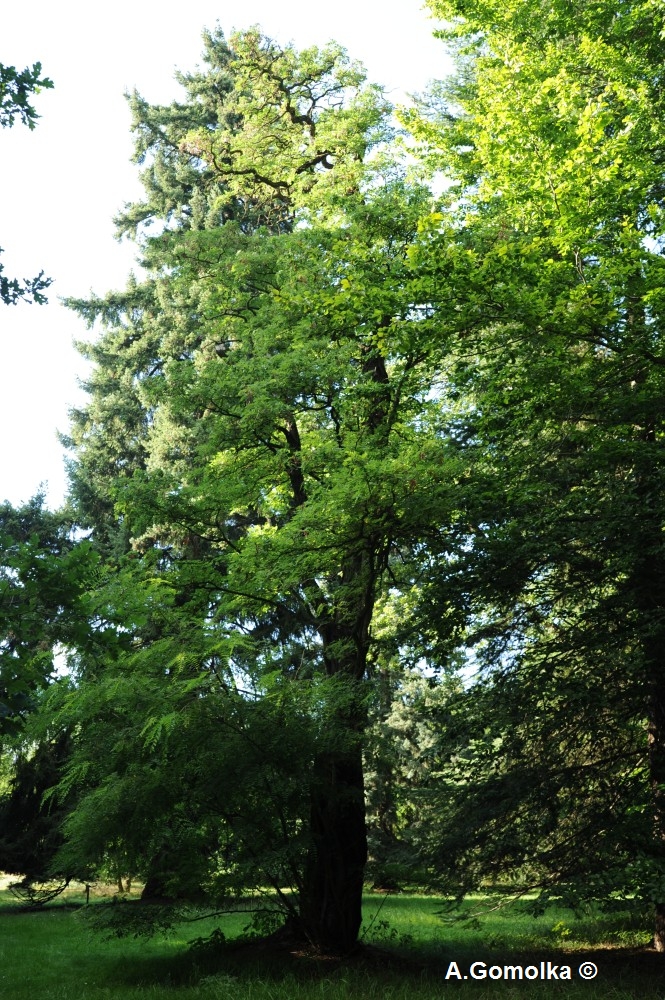 'Tortuosa' pseudoacacia Robinia