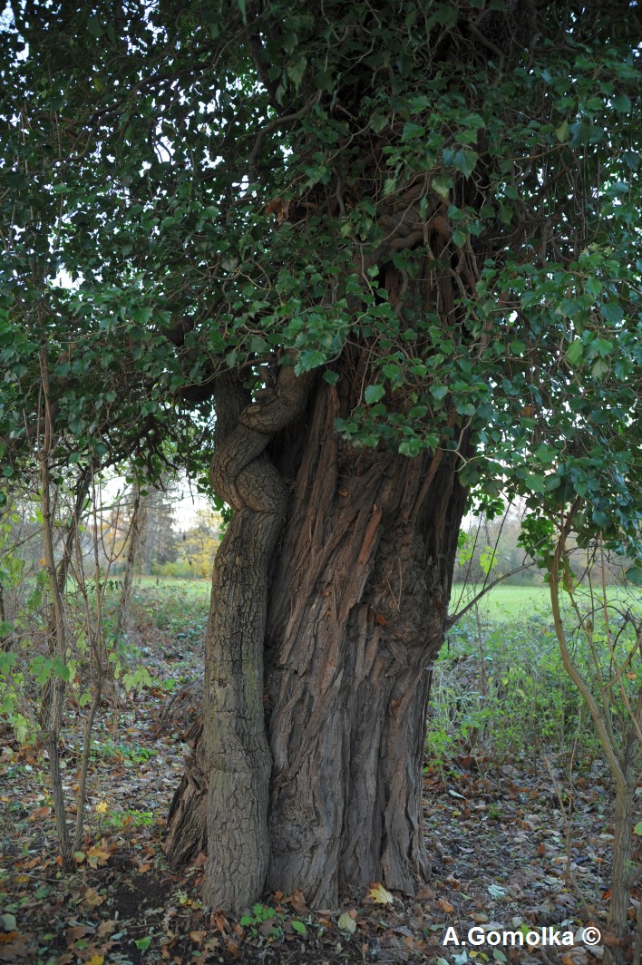 Hedera helix