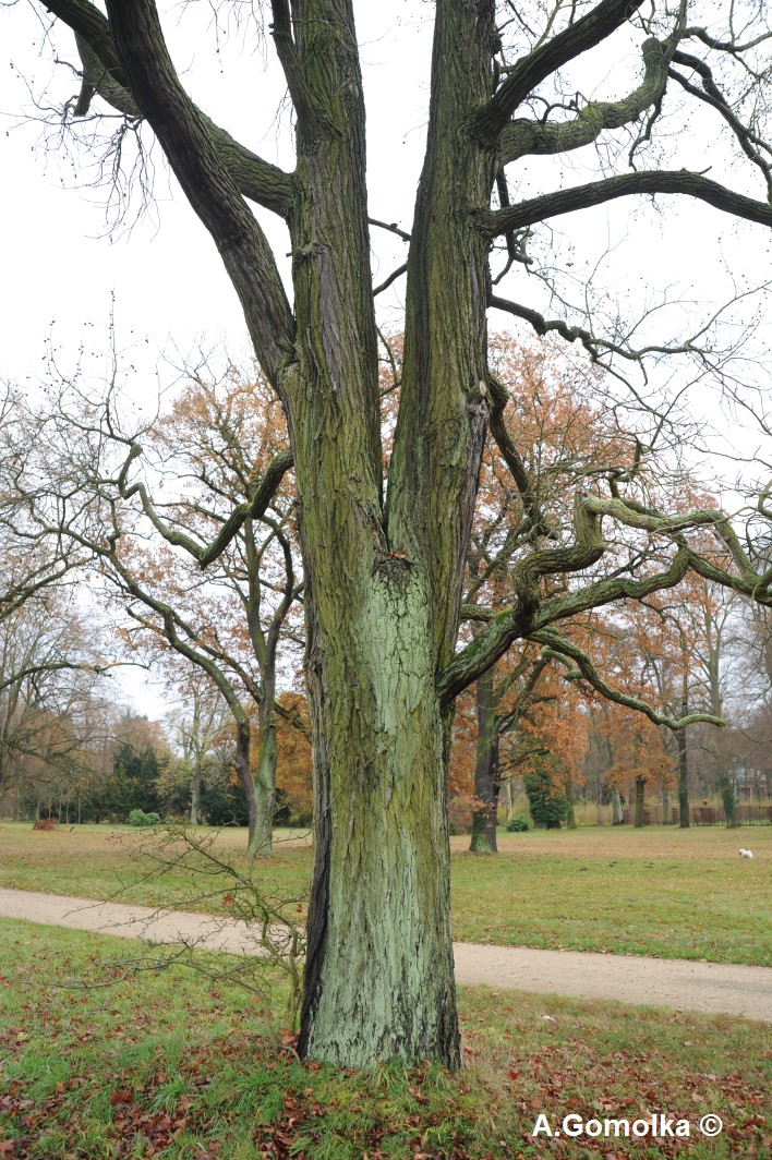 Amerikanischer Amberbaum - Potsdam - November 2013