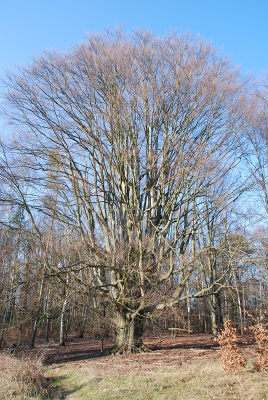 Silkebuche - Schorfheide - Winter 2007