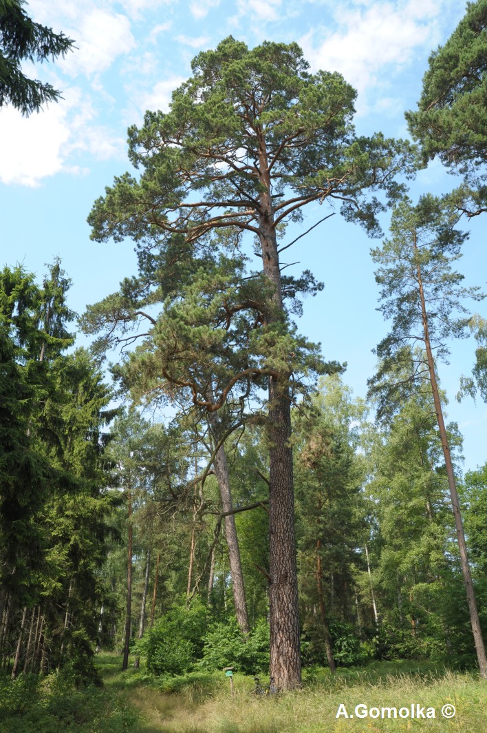 Pinus sylvestris