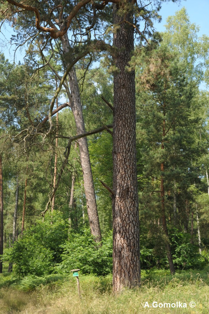 Stärkste Kiefer der Schorfheide - Sommer 2010