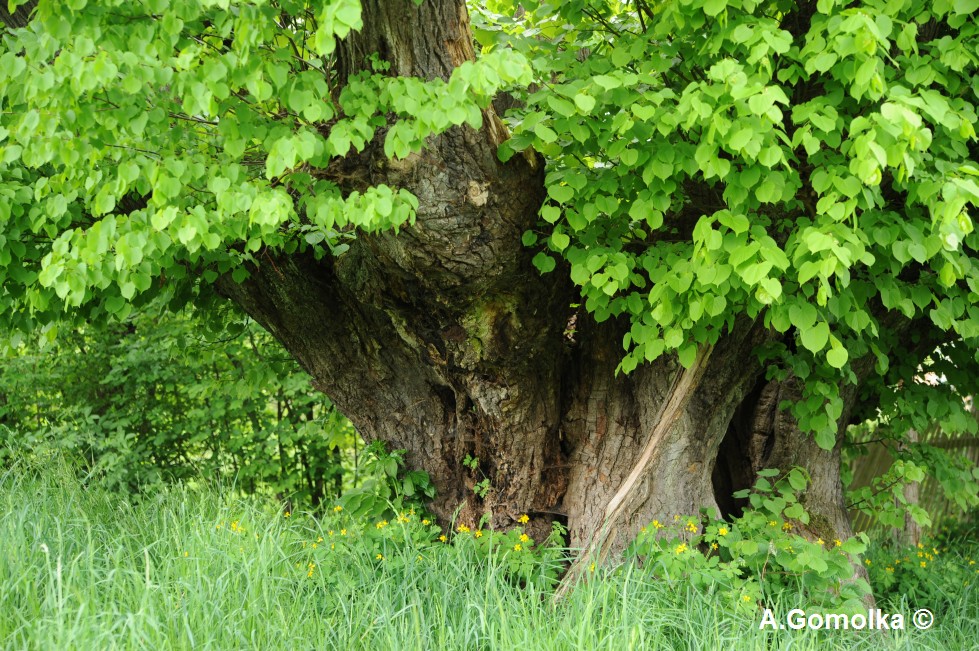 Tilia cordata - Etzdorfer Linde - Mai 2012
