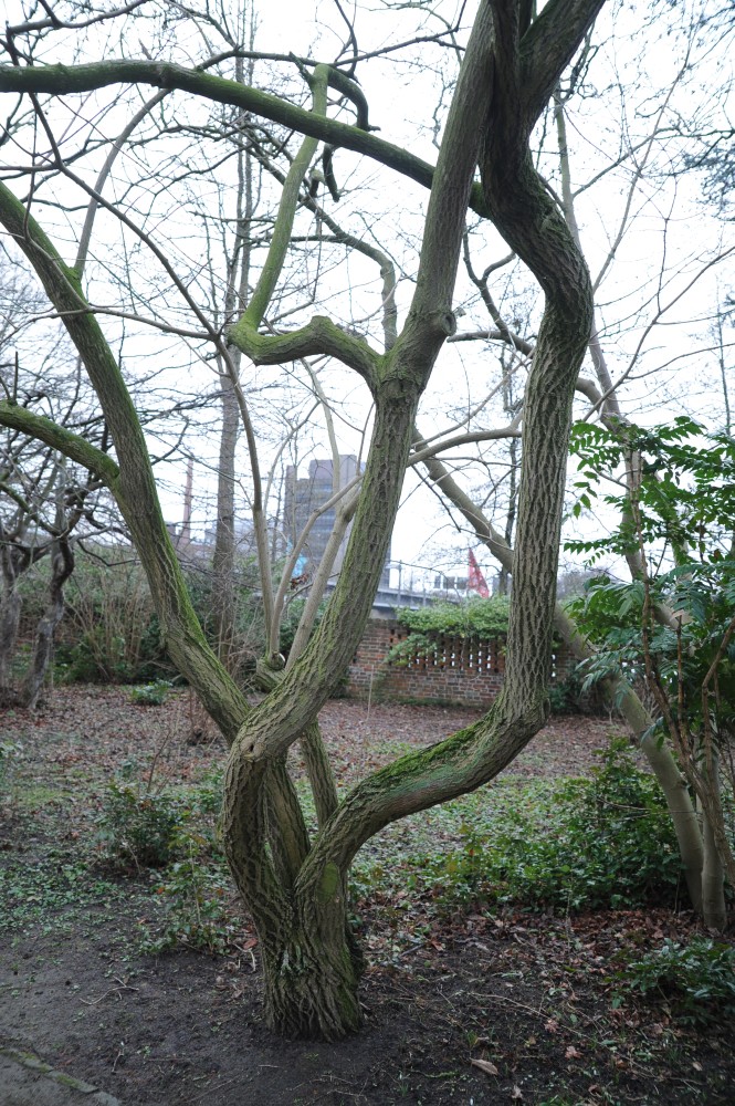 Euonymus hamiltonianus
