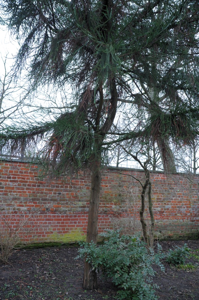 'Dacrydioides' Cryptomeria japonica