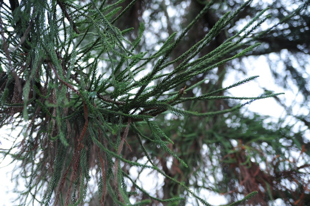 Cryptomeria japonica 'Dacrydioides' - Bremen, Fockes Garten - Februar 2014