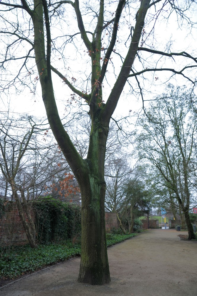 cerris Quercus