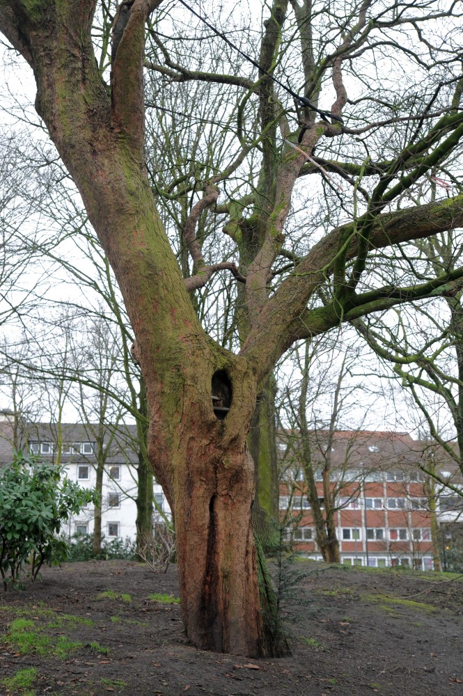 Acer opalus subsp. opalus