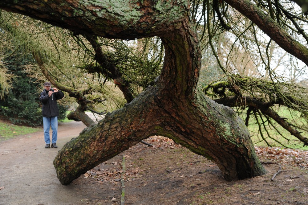 'Repens' decidua Larix