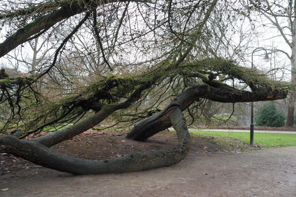 Larix decidua 'Repens' - Bremen, Wallanlagen - Februar 2014