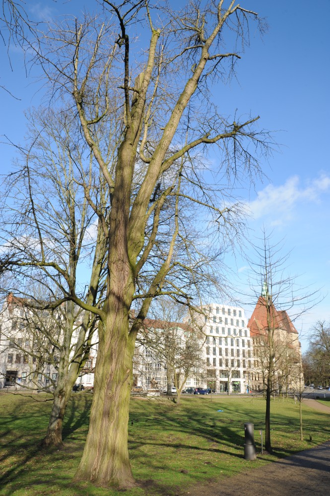 biloba Ginkgo