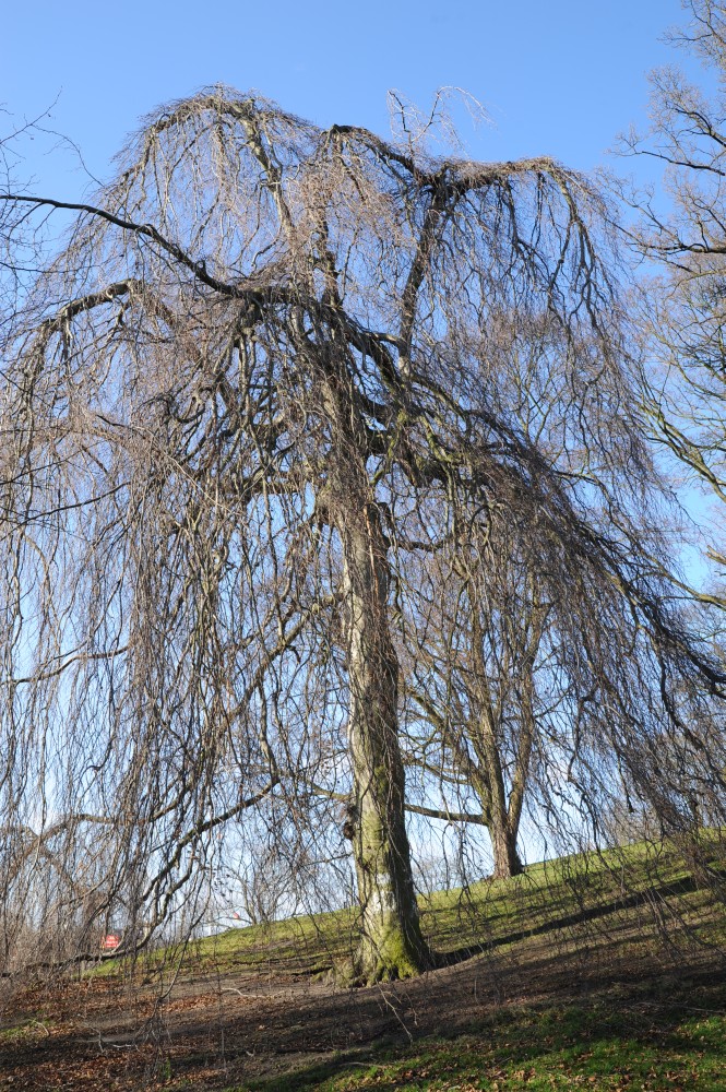 'Pendula' Fagus sylvatica