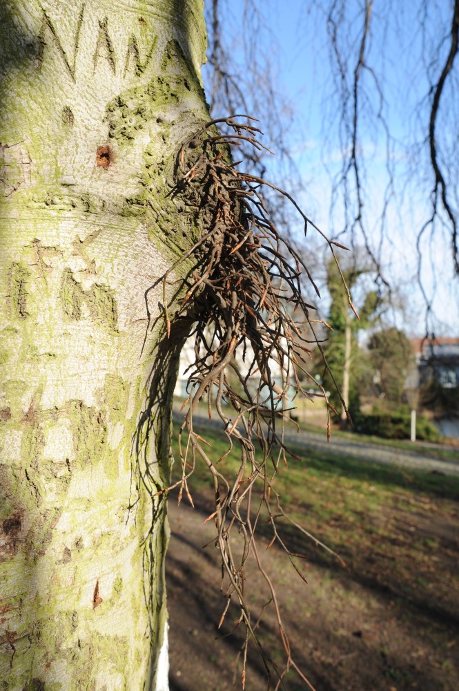 Fagus sylvatica 'Pendula' - Bremen, Wallanlagen - Februar 2014