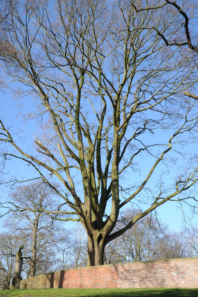 Acer platanoides
