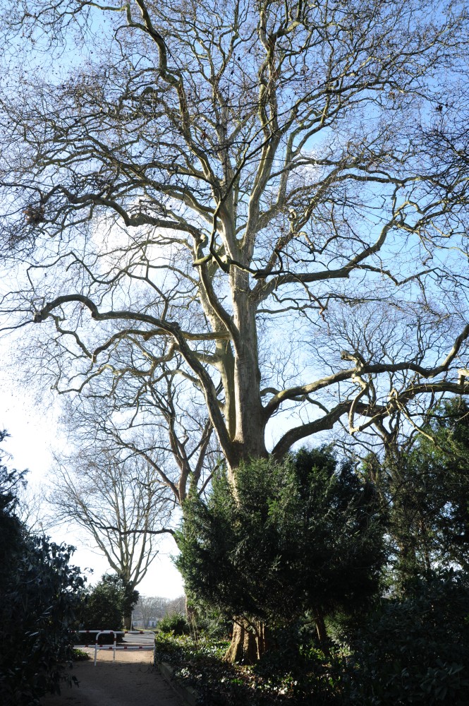 × hispanica Platanus