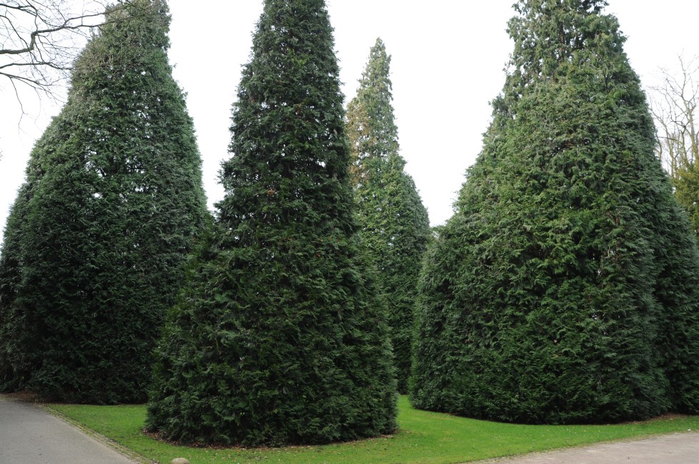 plicata Thuja