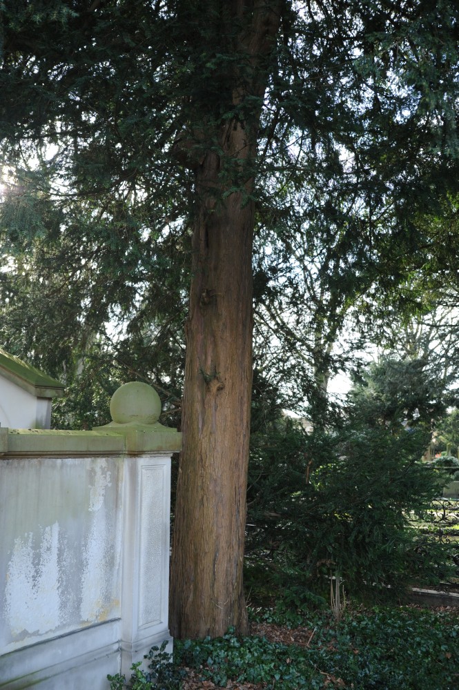 baccata Taxus