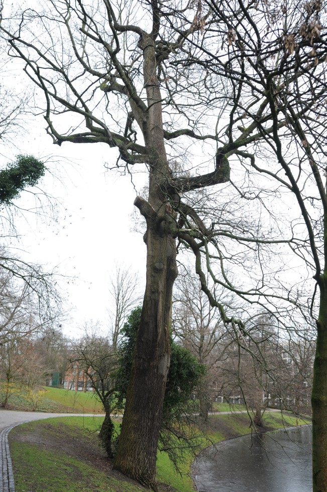 Liriodendron tulipifera
