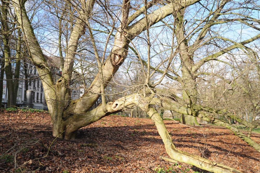 kobus Magnolia