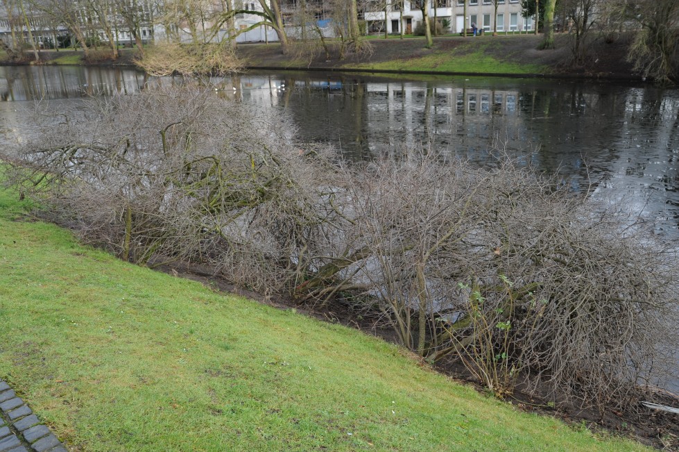 Ilex verticillata